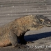 dragon_komodo_hsb_rinca_h_0840_kom2617.jpg